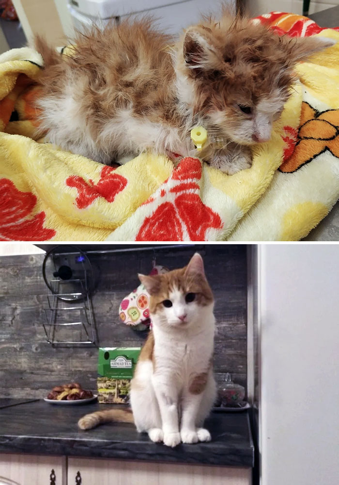 Before And After The Adoption. I Found This Ginger Kitten On The Road In 2021. Later On, I Found A Loving Family For Him. Now He's Big And Strong