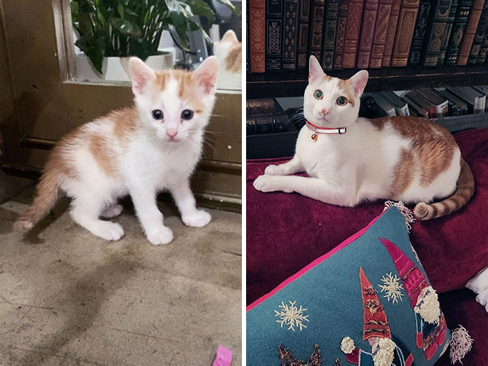 This Is Dean From A Tiny Street Kitten To A Handsome Couch Dweller