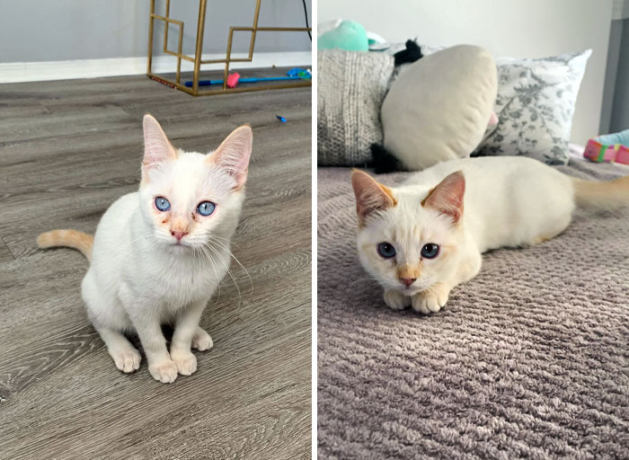 This Is My Cat Biscuit. I Found Her While Delivering Food In An Apartment Complex. A Few Months And Multiple Vet Visits Later, She Looks Completely Different