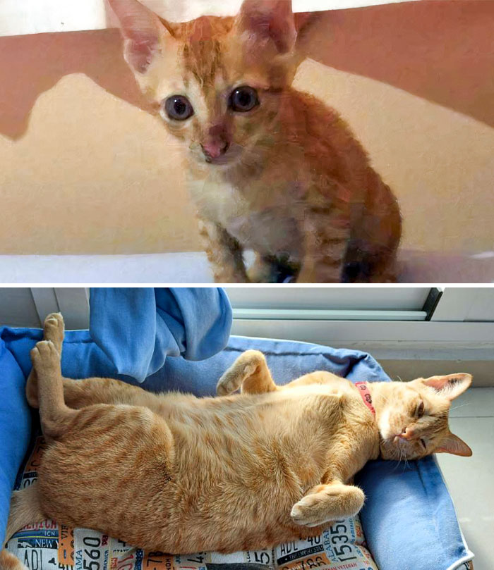 Our Cat Before And Now. From Poor, Alone, And Scared Street Cat In Thailand To A Spoiled Happy Fat Cat In Spain