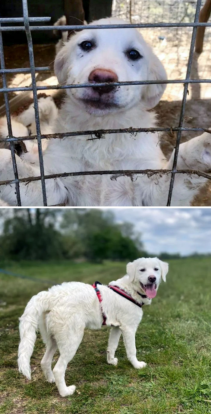 One Of Our Foster Dogs, Living Her Best Life At Her Forever Home. Before vs. After
