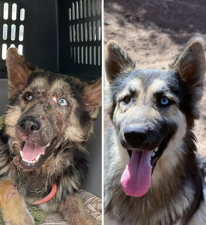 I Found This Beautiful Dog Eight Months Ago. Before vs. After