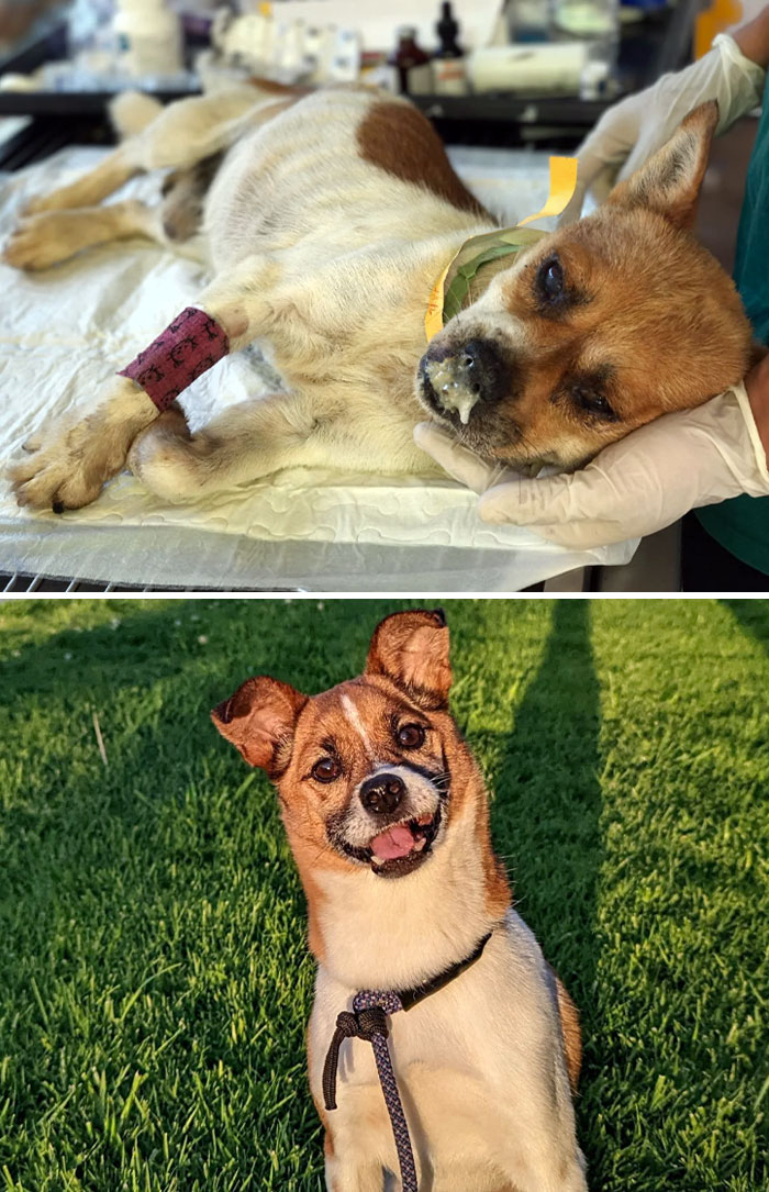 This Poor Dog Was Rescued From The Chinese Dog Meat Traders. Before vs. After
