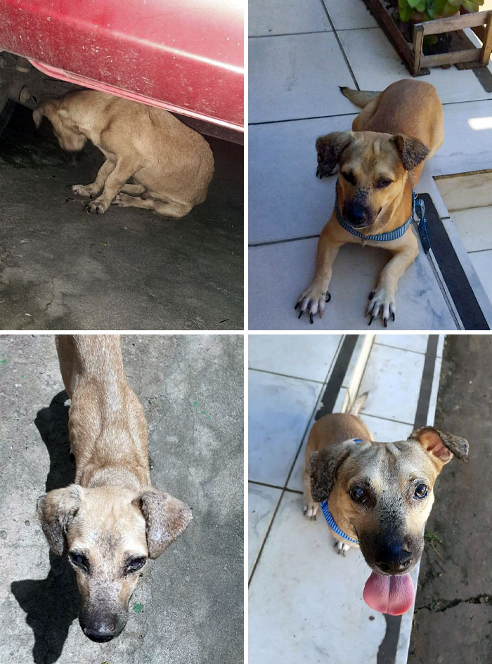Our Street Rescued Dog That We Weren't Planning To Keep. Before vs. After