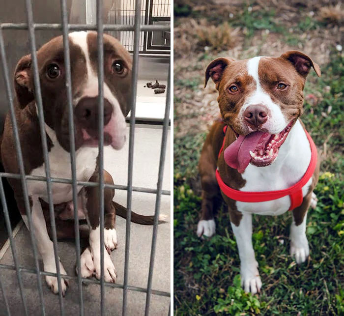 Before And After Rescuing My Pittie