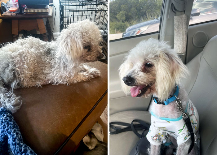 Before vs. After. We Adopted Shae From A Family Who Had Been Very Neglectful Towards Her. The First Thing We Did Was Get Her Vaccinated And Then Take Her To The Groomer