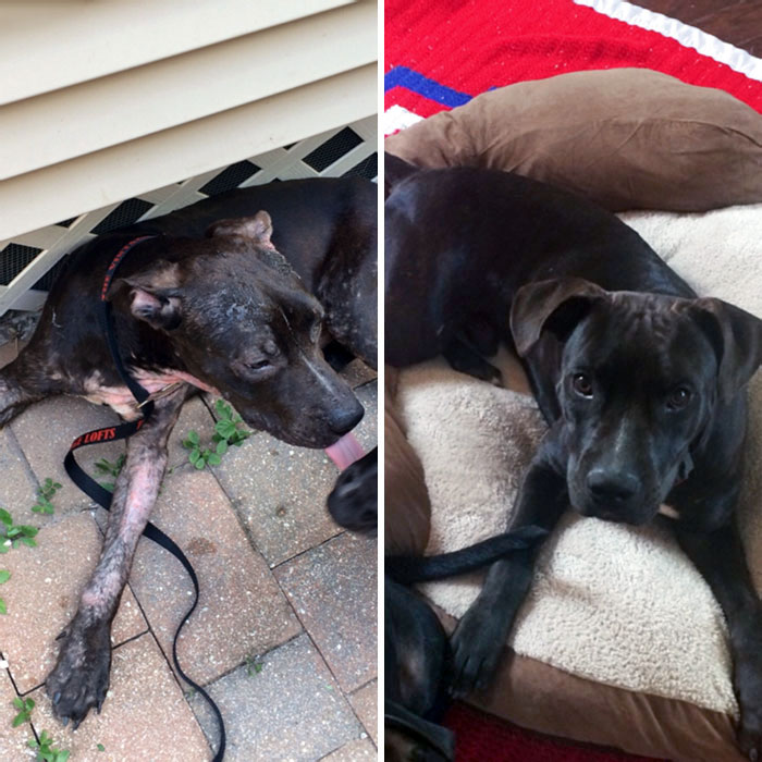 I Found A Stray Dog In A Park 2 Months Ago. His Before And After Is Pretty Amazing