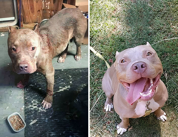 Before And After Of The Foster We Have Taken In
