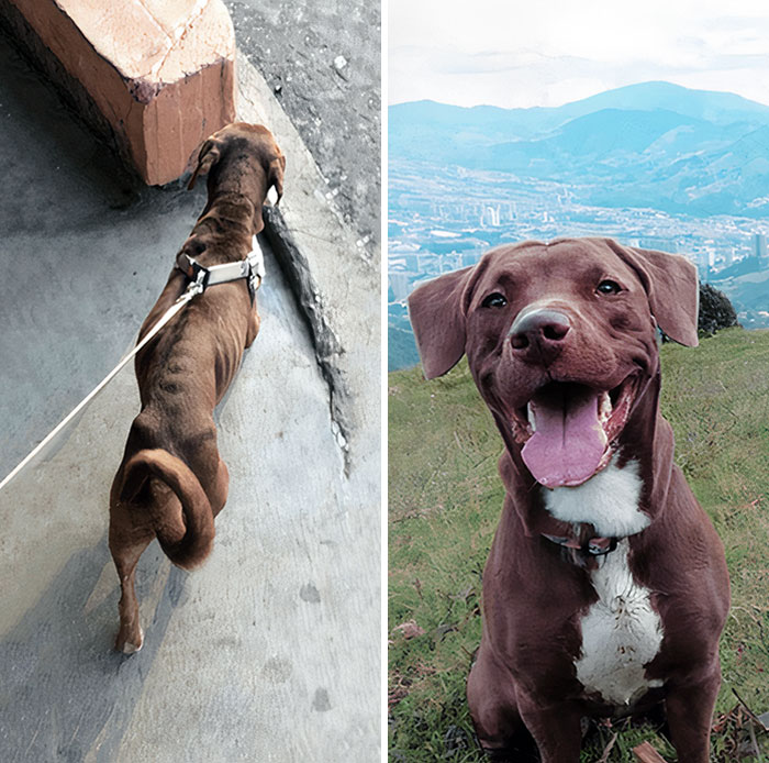 My Street Dog's Juno Before And After