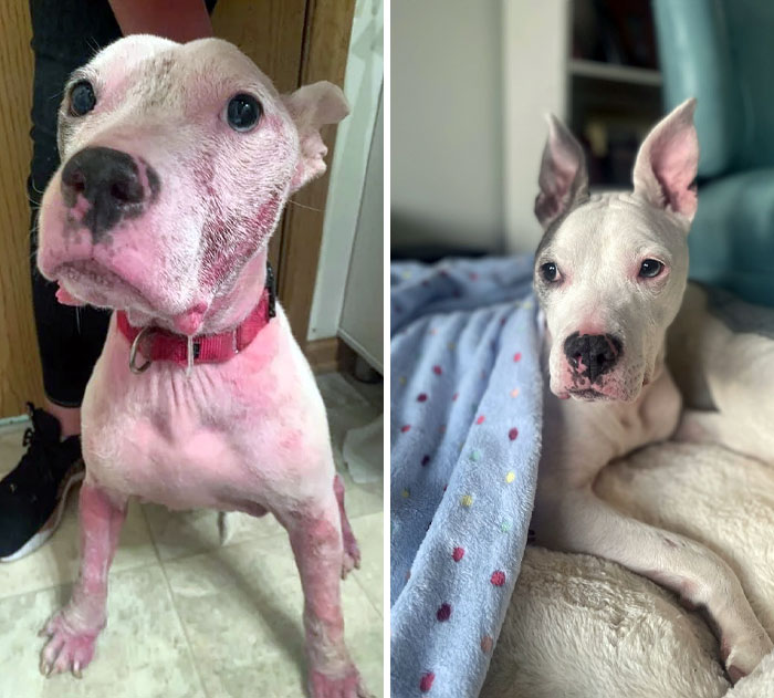 7 Months Since This Sweet Baby Was Rescued And Began Treatment For Hypothyroidism. Storm Went From Being Shy And In Constant Pain To Living Her Best Life