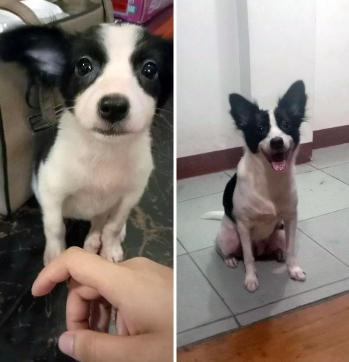 I Decided To Adopt A Stray Puppy Who Was Very Hungry When I First Saw Her. She Finished Two Dog Bowls Worth Of Food. She Was Soaking In Her Pee And Was So Bloated From Worms