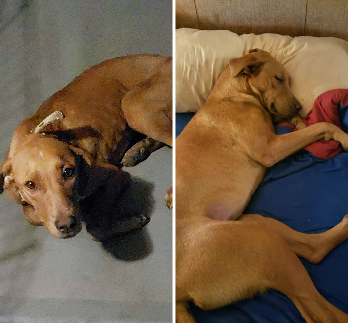 From A Scared Dog To A Happy Dog. Before vs. After