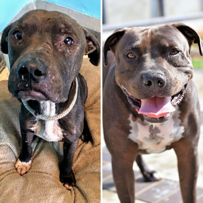 Princess Olivia's Shelter Intake Photo vs. Princess Olivia Just Minutes Before Going To Her Forever Family