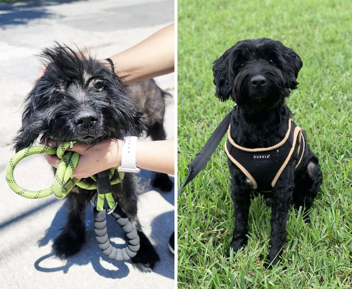 Five Months Passed, Since I Took This Baby Home. We Started His Heartworm Treatment, And He Looks Way Better Now. Before vs. After