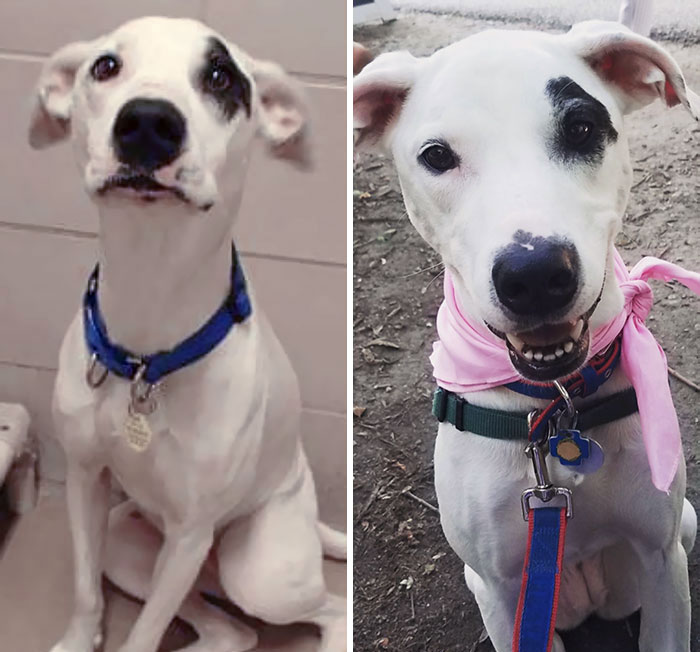 I Adopted This Wonderful Girl 3 Years Ago. Here's Her Shelter Picture And A Current Picture. She Is Currently About 7 Pounds Heavier And Is Heartworm Free