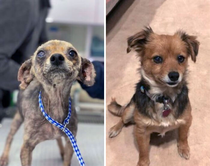 Before And After. This Is Foster Dog Wendy. She Was Rescued Off The Streets 3 Months Ago And Will Be Adopted This Week
