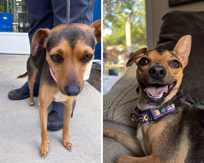Lizzy's Transformation. From The Shelter To Living Her Best Life