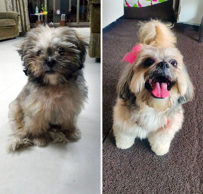 I Got This Little Furry Baby Around 5 Years Ago. Before vs. After