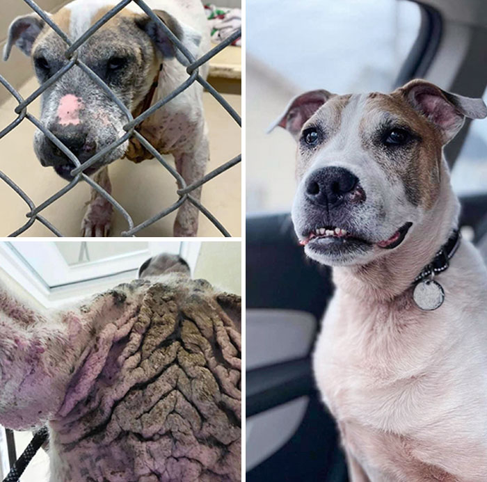 Happy Ending For This Adorable Dog Who Was Rescued From An Abusive Situation. Before vs. After