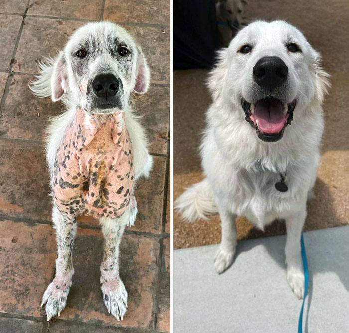 Kodiak's Before vs. After. He Had Mange And Was Malnourished. Once We Got Him On The Right Meds, His Hair Grew Back So Fluffy