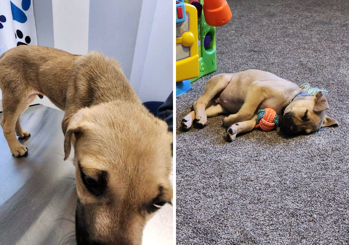 A 10-Week-Old Puppy Was Surrendered To Me For Having Seizures. Now He's Improved So Much With Good Nutrition And Lots Of Vet Visits