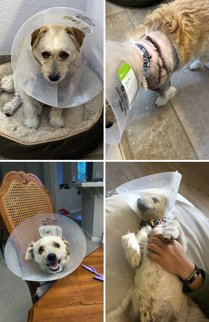 My Foster Dog, Teddy, Was Found In A Field With Life-Threatening Injuries. He Made A Miraculous Recovery, And Now He Has Found The Perfect Forever Home. Before And After