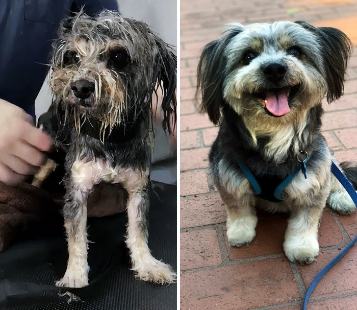 Kaze Before And After He Was Rescued From A Situation Where He Was Living In A Car With 19 Other Dogs. He And All The Other Dogs Were Given To A Rescue
