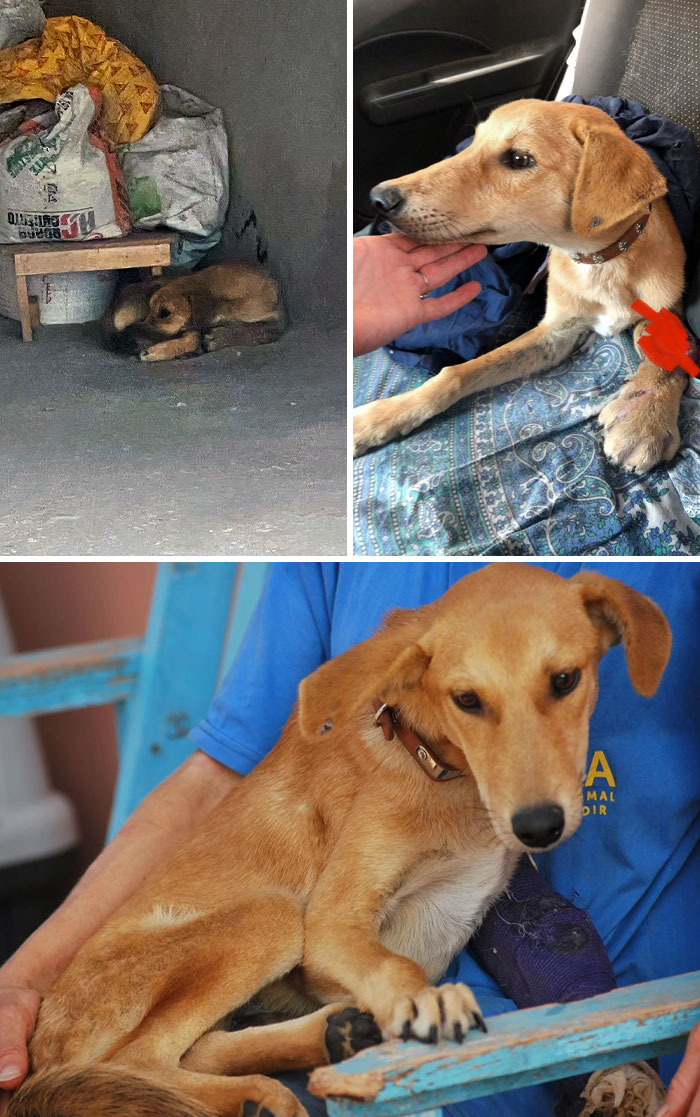This Street Moroccan Pup Had A Terrible Accident And Was In A Critical State. Thanks To A Kind Stranger, He Was Rescued And Recovered His Injuries