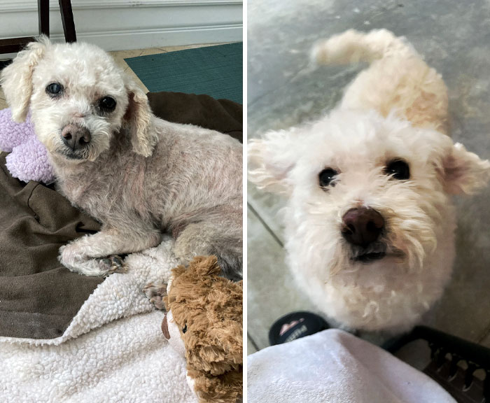 Before And After I Rescued My Mini-Poodle From Being Euthanized