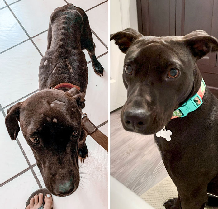 Before vs. After. She Lived In The Jungle Behind An Orphanage In Mexico With A Pack Of Strays, And Now She's Our Sweetheart, Chonky Princess, That We Love