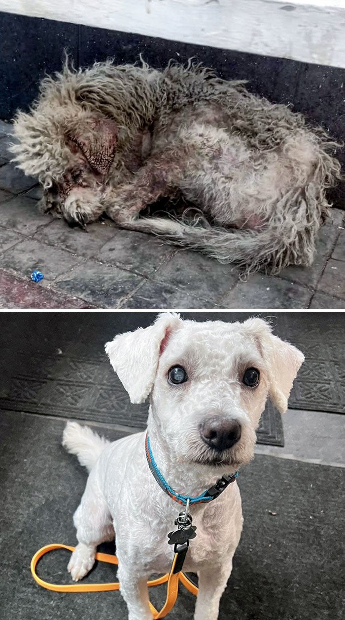 Before And After Of Toby That We Adopted Last Week. He Was Found In Texcoco And Is Blind In One Eye. After Some Care And Love, He's Really Bounced Back