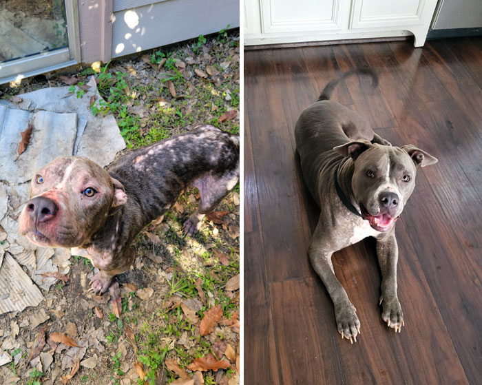 Our Foster Bone's Progress More Than 2 Months After We Found Him