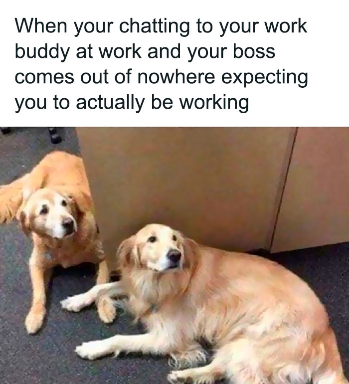Two dogs lying on the floor in an office, humorously capturing the retail work struggle.