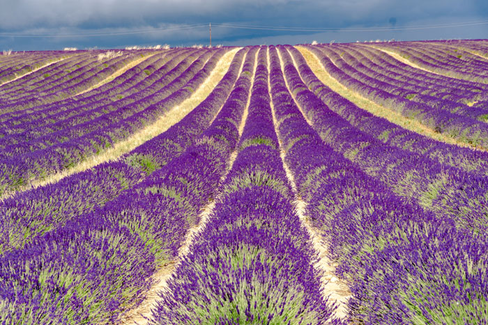 Beautiful violet lavender flowers 