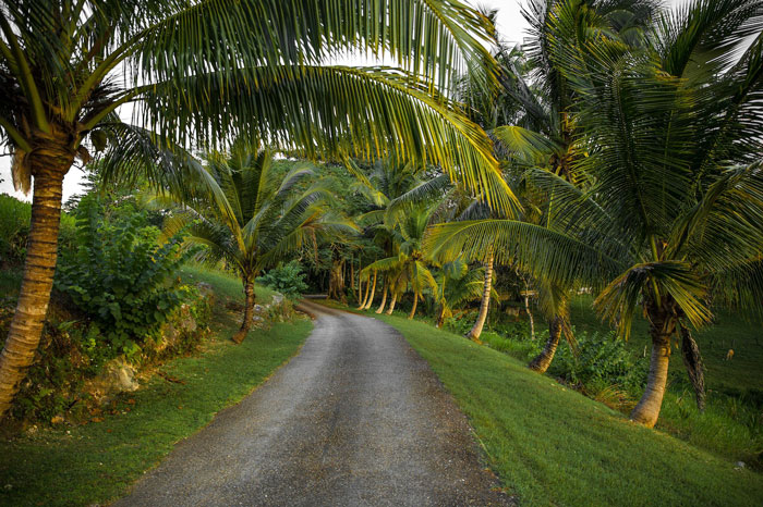 Road with many palm trees on the sides 