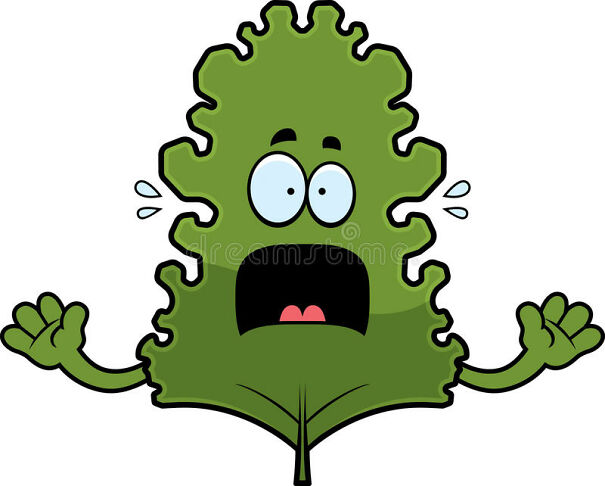 scared-cartoon-kale-leaf-illustration-looking-69733726.jpg
