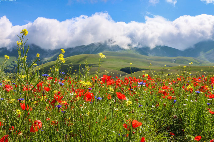 Red flowers on green grass under white clouds and blue sky