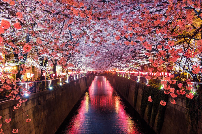 Canal between cherry blossom trees