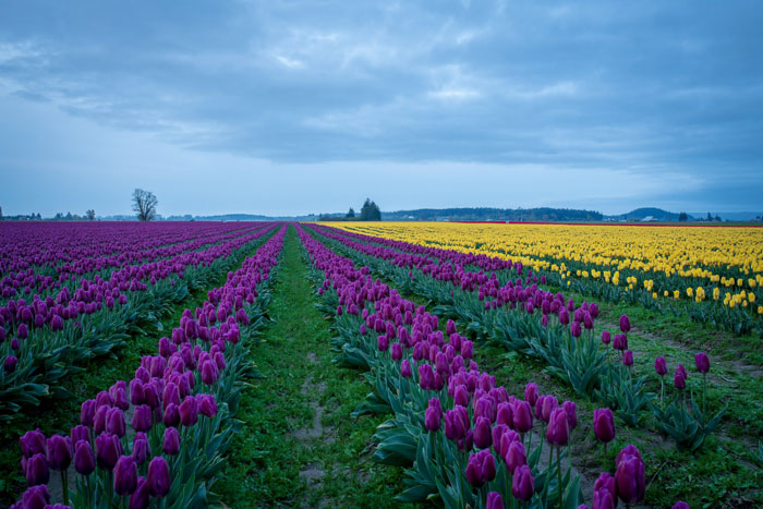 Photo of field of tulips
