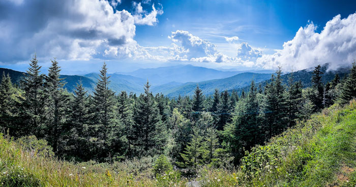 Green pine trees under blue sky