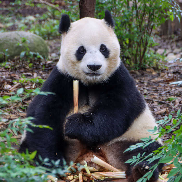 Panda eating bamboo