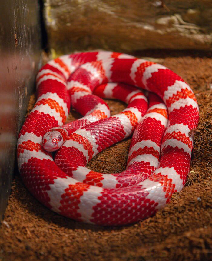 Red Curled Up Snake