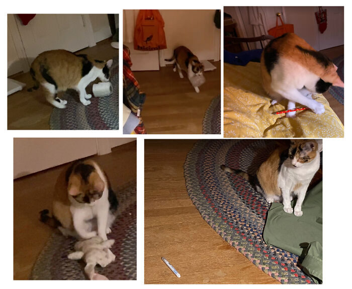 Every Night, Sylvia Brings Me Things. Most Time, It's A Writing Utensil She Finds That I've Used During The Day. But Not Always