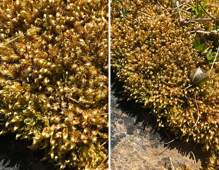 A Moss That Looks Like Golden Hair