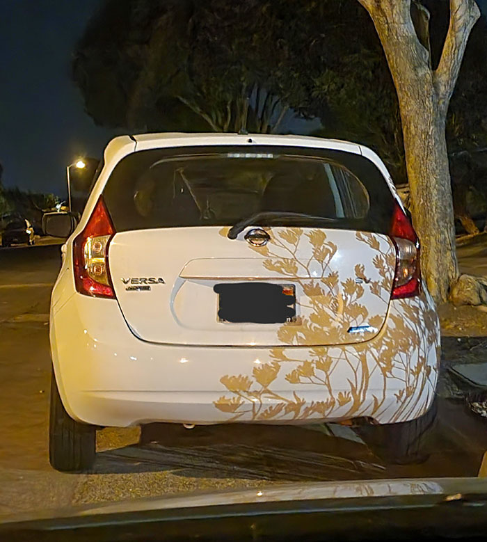 The Shadow From This Plant Makes It Look Like There's A Decal On My Friend's Car