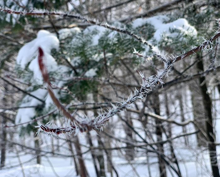 These Ice Crystals On Branches Look Kind Of Like Cactus Needles