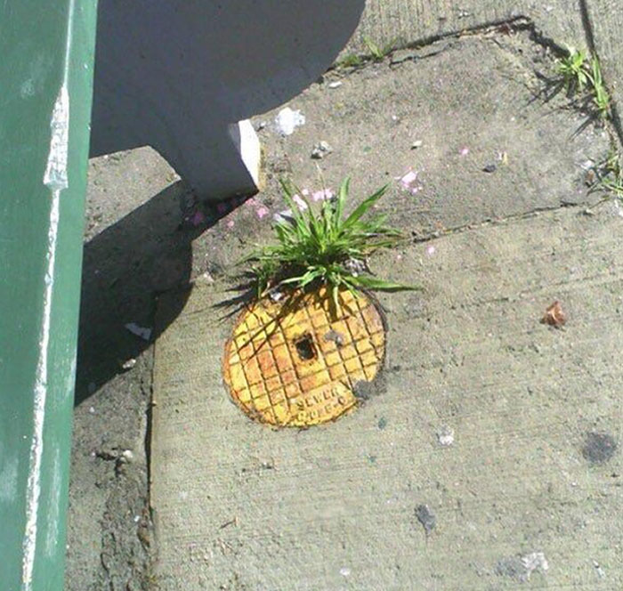 Pineapple?