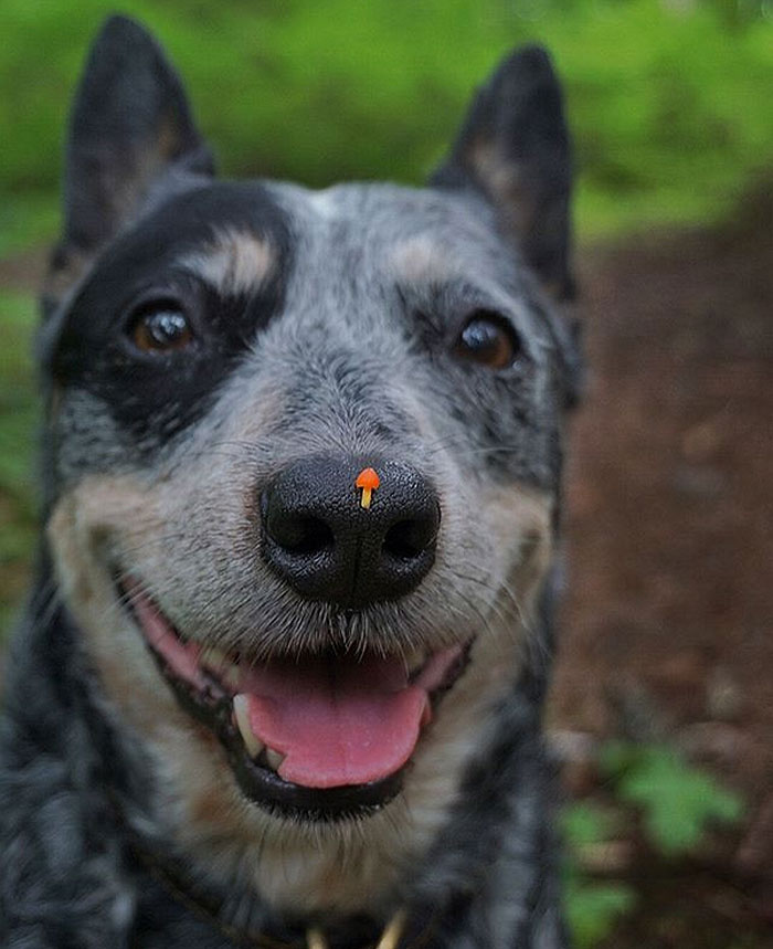 The Mushroom On This Dog's Snoot Looks Like An Upvote