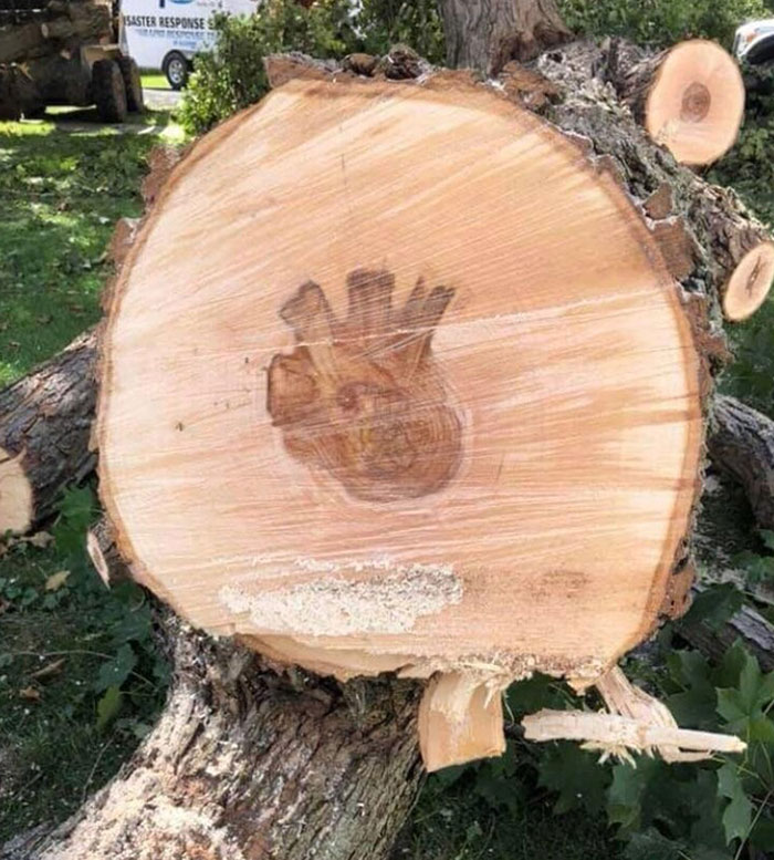 The Center Of This Tree Looks Like A Heart