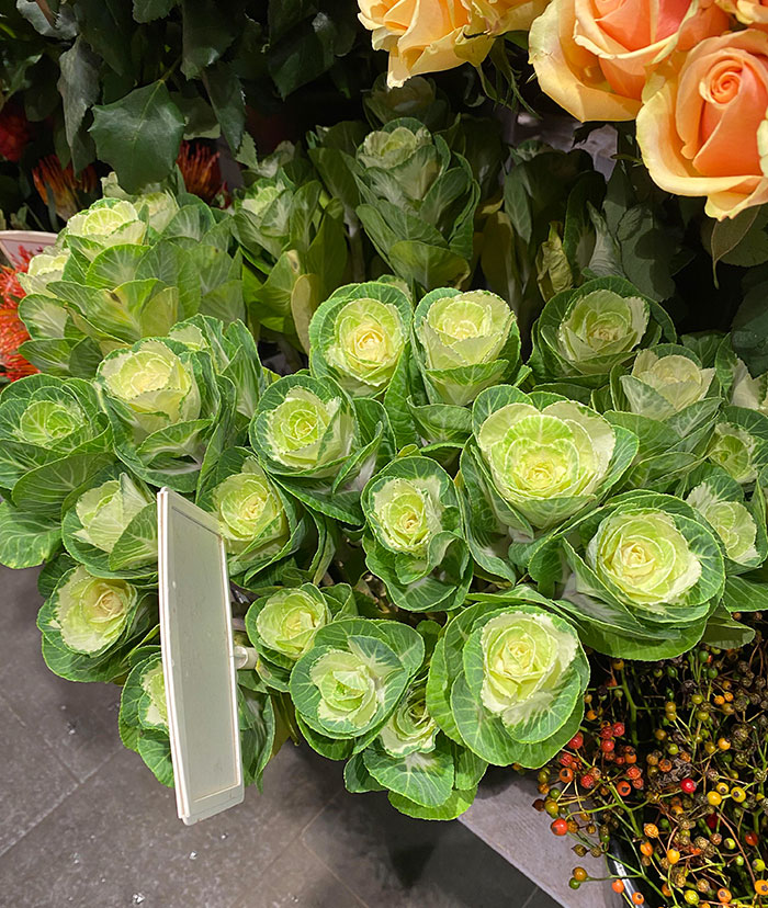 Flowers That Look Like Cabbages